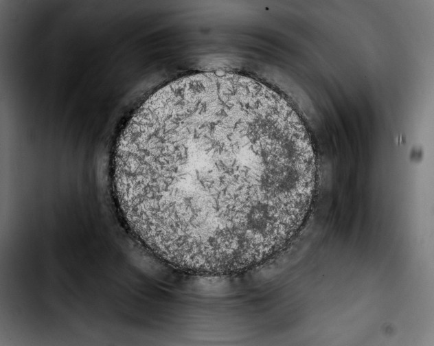 X0000103910353200810311437