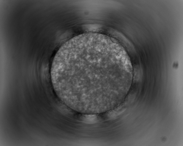 X0000103910377200810311438