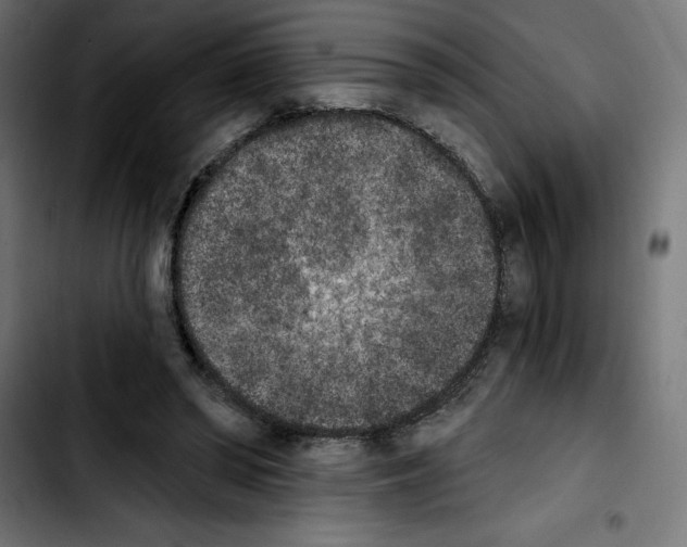 X0000103910398200810311437