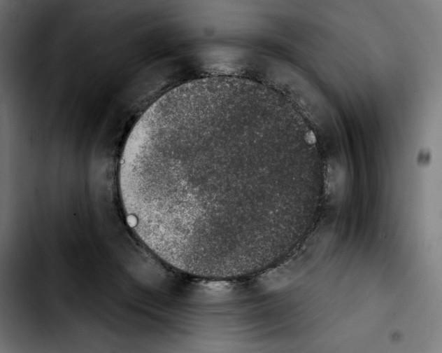 X0000103910409200810311437