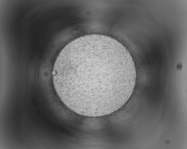 X0000103910425200810311436
