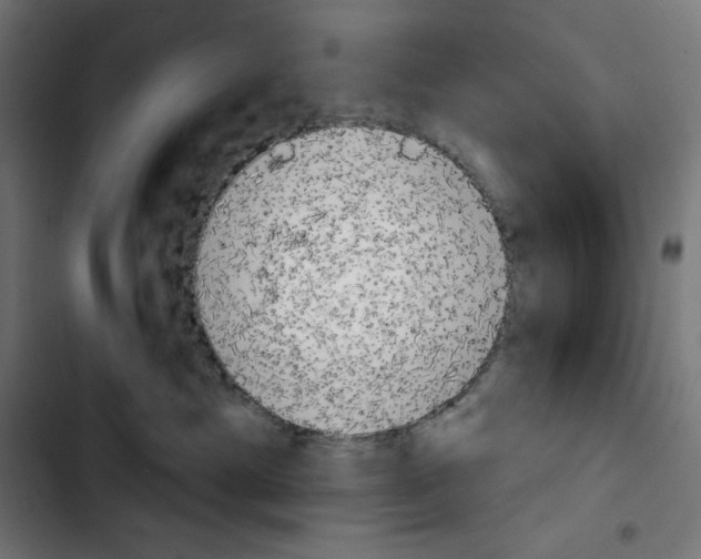 X0000103910429200810311436