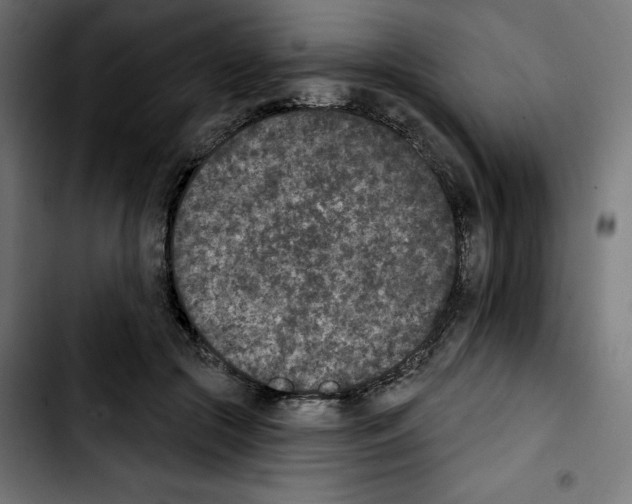 X0000103910553200810311435