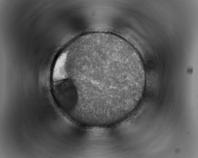 X0000103910581200810311434