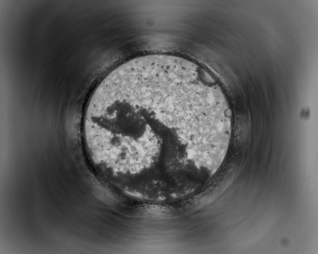 X0000103910585200810311434