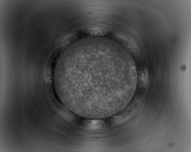 X0000103910663200810311433