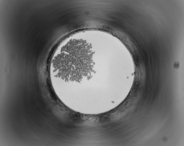 X0000103910676200810311433