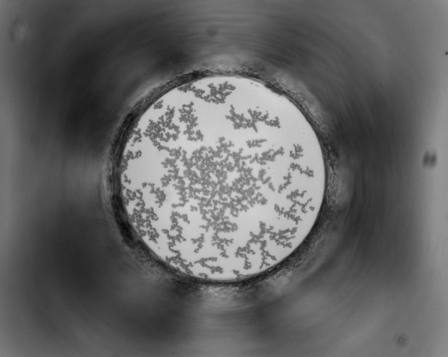 X0000103910680200810311433