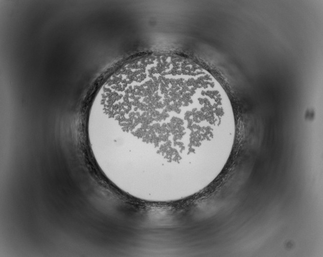 X0000103910684200810311433