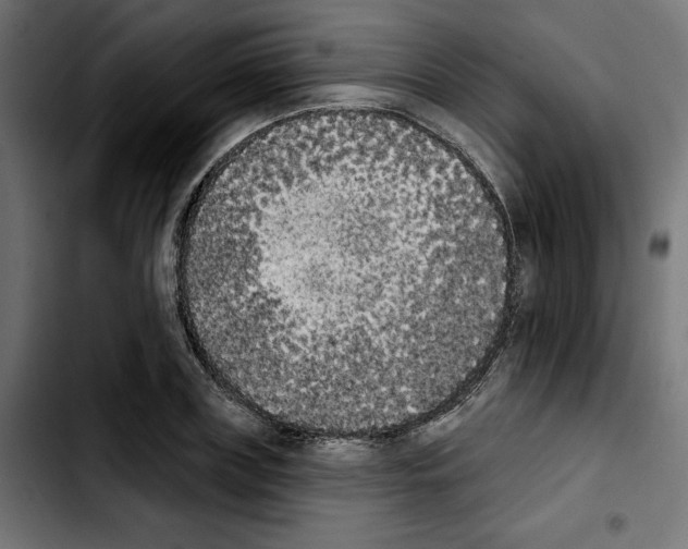 X0000103910835200810311430