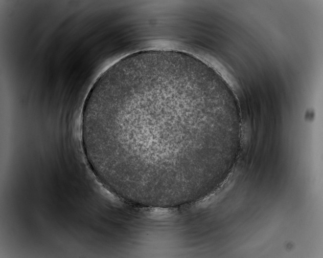X0000103910839200810311430