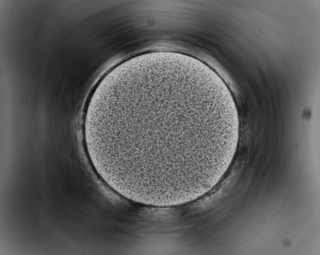 X0000103910853200810311431
