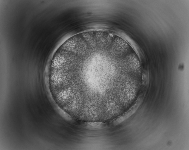 X0000103910859200810311431