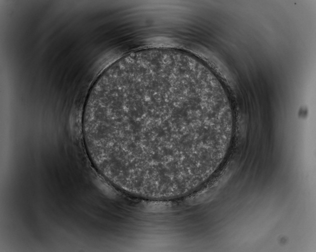 X0000103910889200810311430