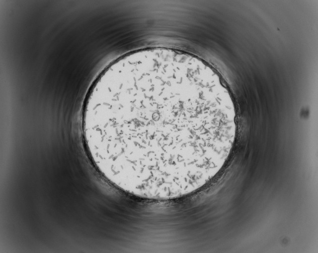 X0000103910891200810311430