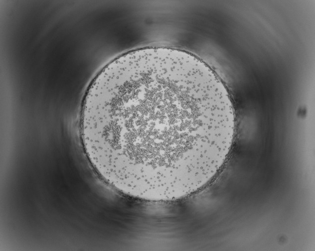 X0000103910904200810311429