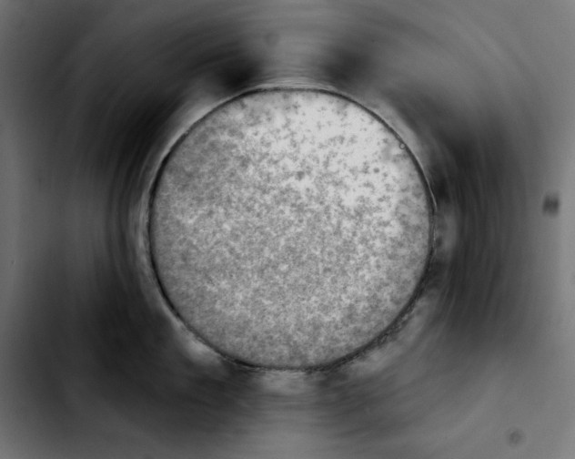 X0000103910909200810311429