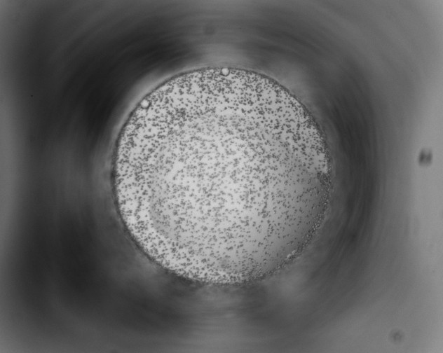 X0000103910912200810311429