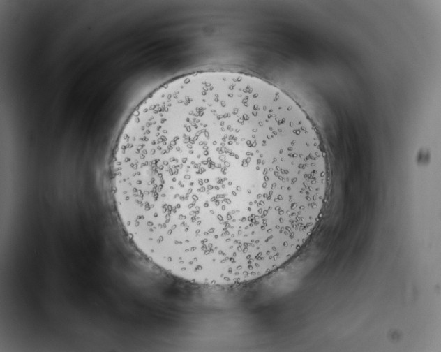 X0000103910960200810311429