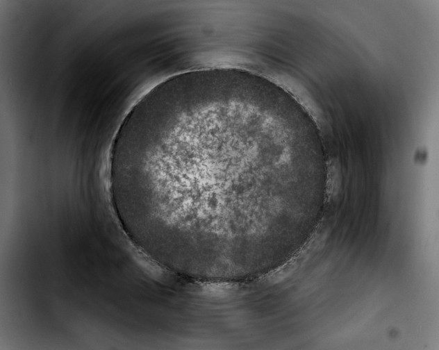X0000103911031200810311427