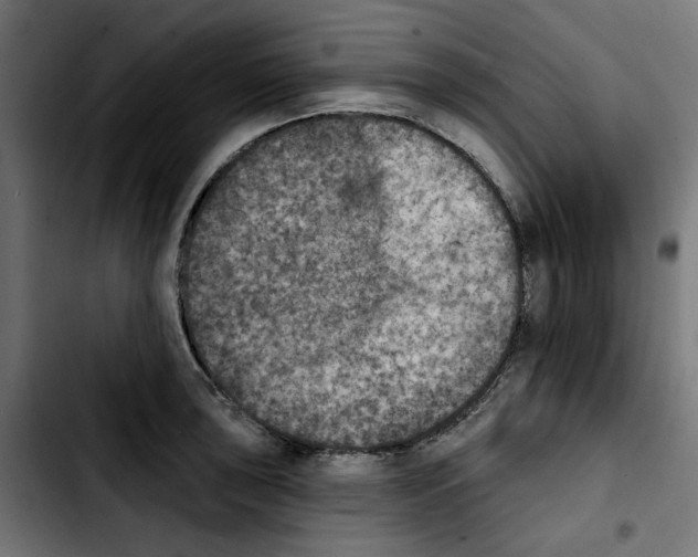 X0000103911043200810311428