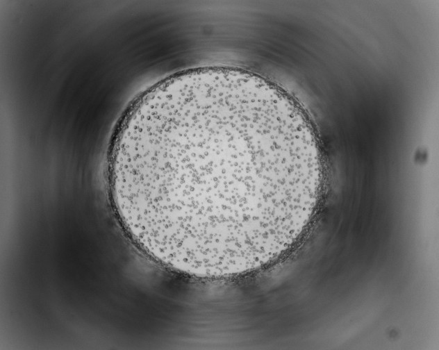X0000103911072200810311427