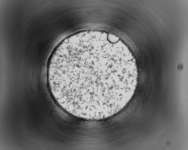 X0000103911079200810311427