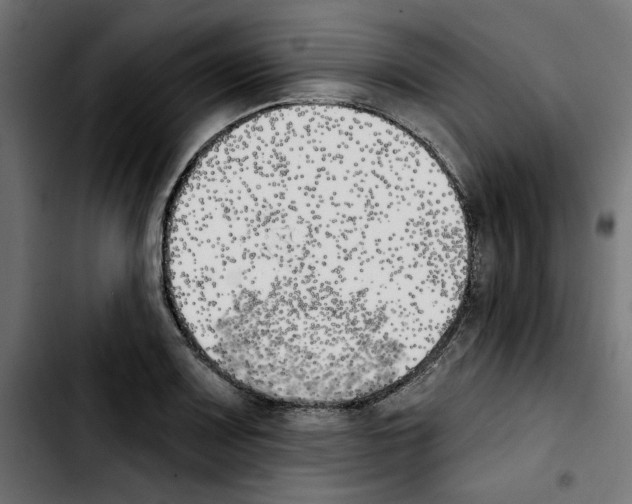 X0000103911083200810311427