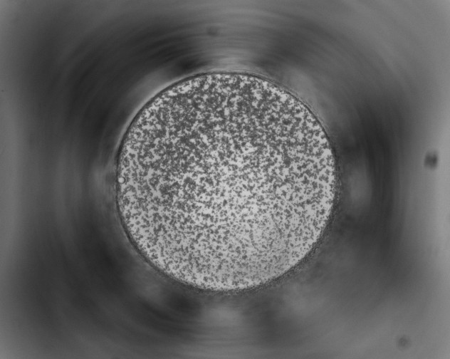 X0000103911092200810311427