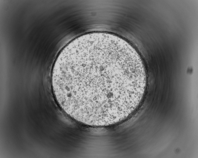 X0000103911129200810311426