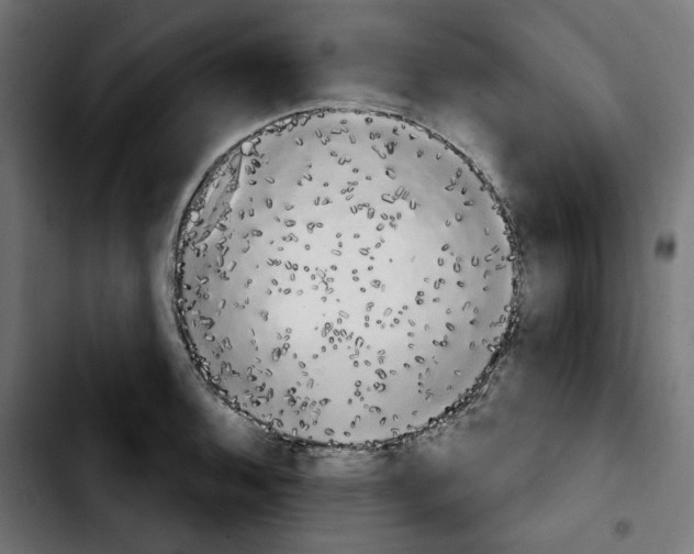 X0000103911136200810311426