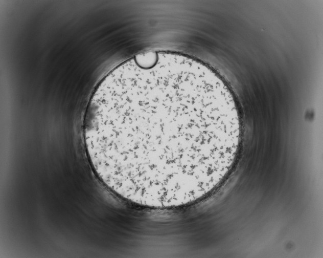 X0000103911137200810311426