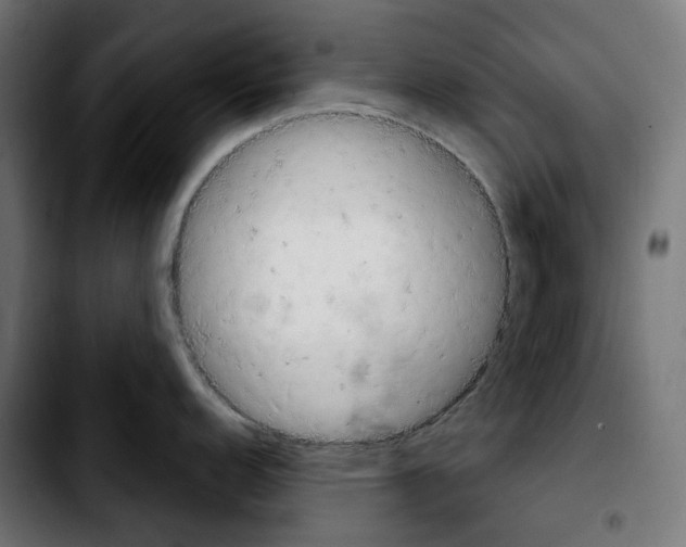 X0000103911152200810311426