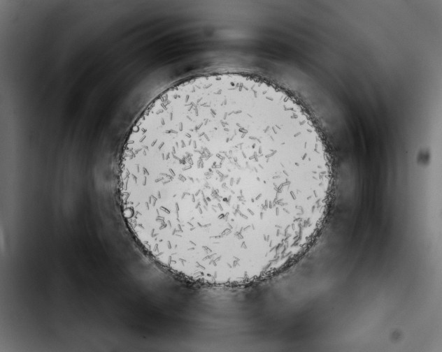X0000103911185200810311425