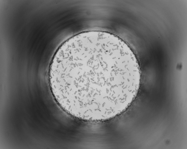X0000103911189200810311425
