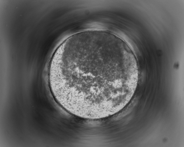X0000103911243200810311425