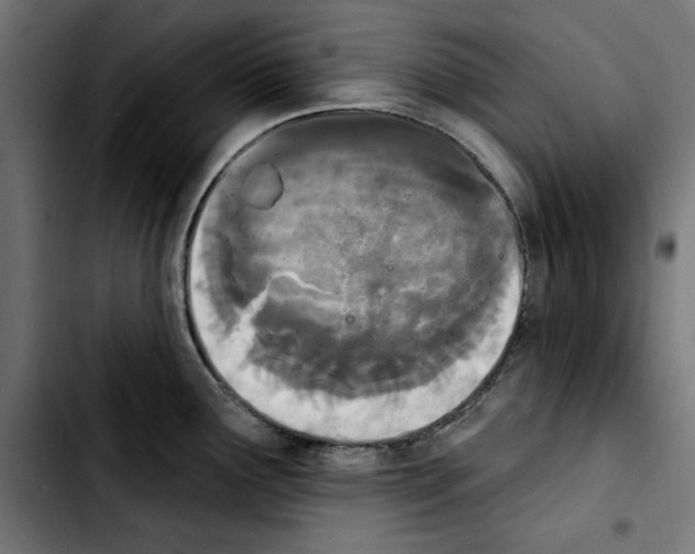 X0000103911291200810311424