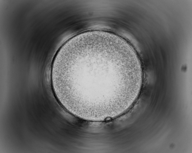 X0000103911322200810311423