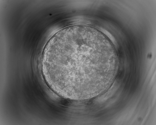 X0000103911338200810311423