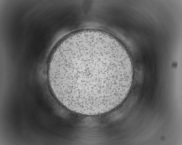 X0000103911368200810311422