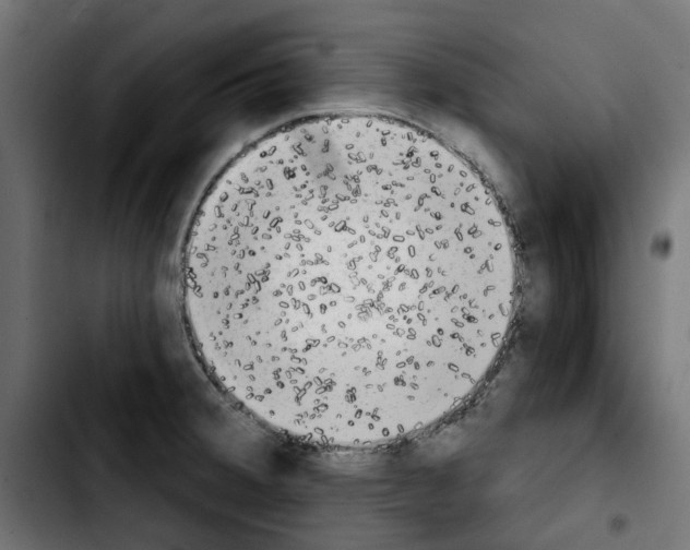 X0000103911380200810311422