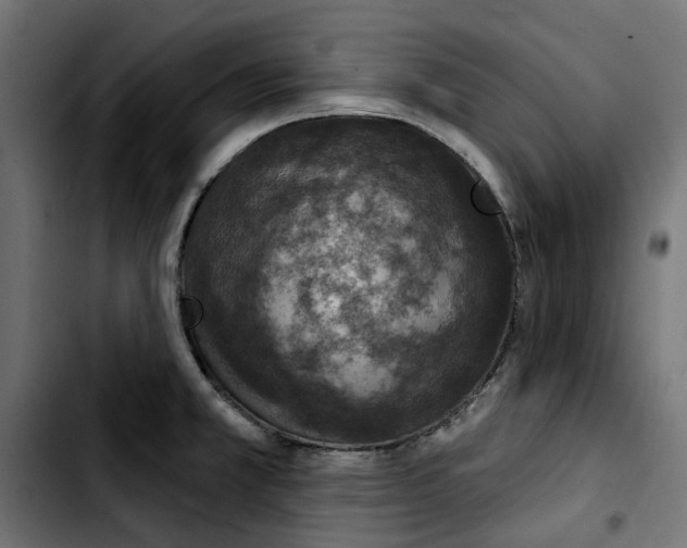 X0000103911381200810311422