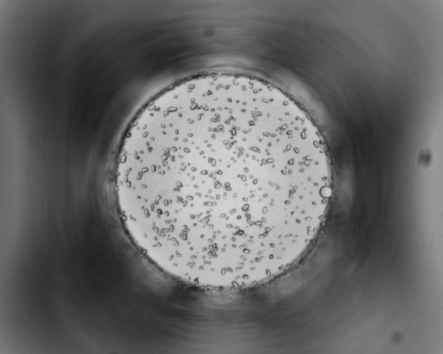 X0000103911384200810311422