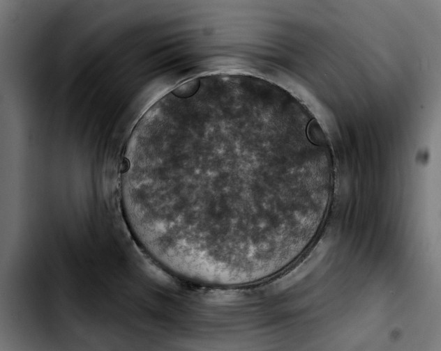 X0000103911385200810311422