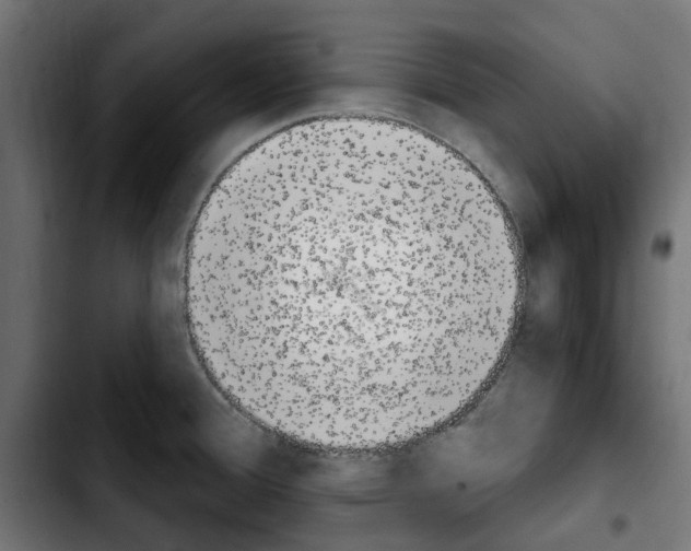 X0000103911388200810311422