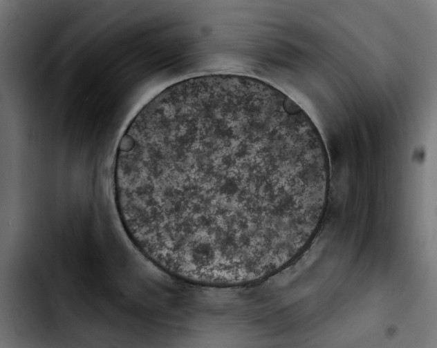X0000103911389200810311422
