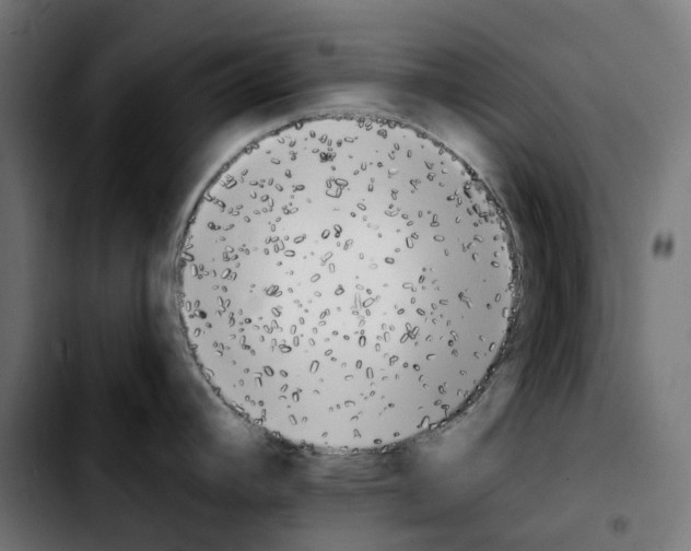 X0000103911392200810311422