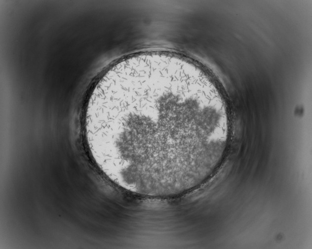 X0000103911407200810311421