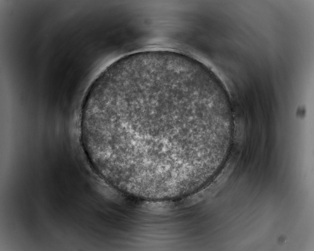 X0000103911415200810311422
