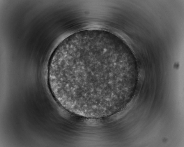 X0000103911418200810311422